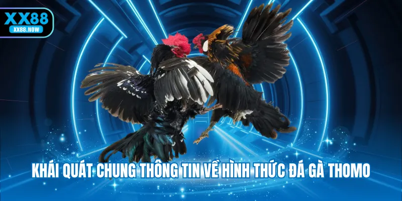 Khái quát chung thông tin về hình thức đá gà Thomo